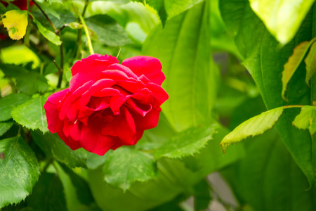 valentines red rose on   bushの写真素材