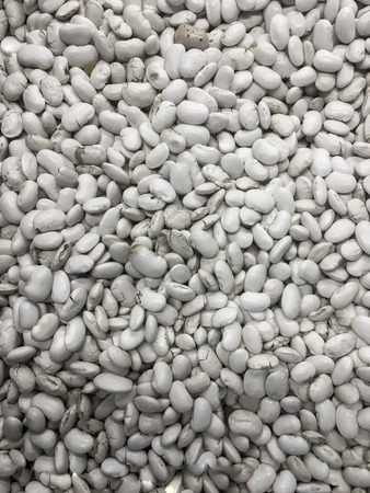 Raw organic white beans - Phaseolus vulgaris
