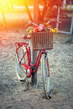 Retro red bicycle in a garden with a basket of flowers in the rays of the sun.の写真素材
