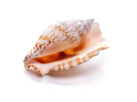 Sea natural shell, original pattern of marine life. Safety Shelter for mollusks and crustaceans...