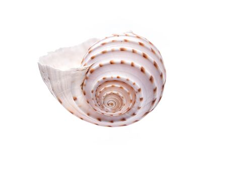 Sea natural shell, original pattern of marine life. Safety Shelter for mollusks and crustaceans white isolate.の写真素材