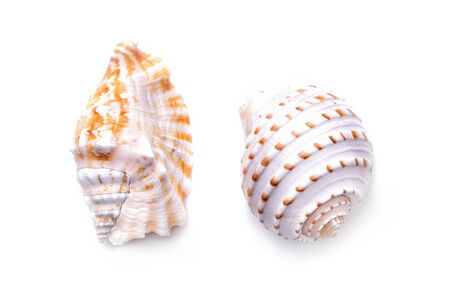 Sea natural shell, original pattern of marine life. Safety Shelter for mollusks and crustaceans...