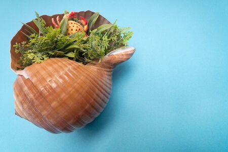 Sea shells, safe housing for marine life. Card for travel with various objects for recreation,...