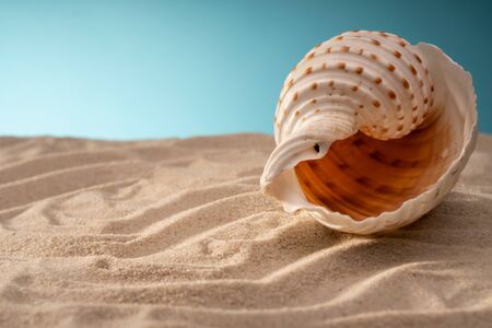 Natural Sea shells, safe housing for marine life. Card for travel with various objects for...