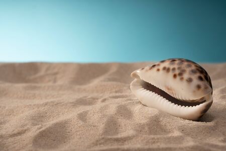 Seascape seashells sand, holiday postcard. Sea animals. Place for text.