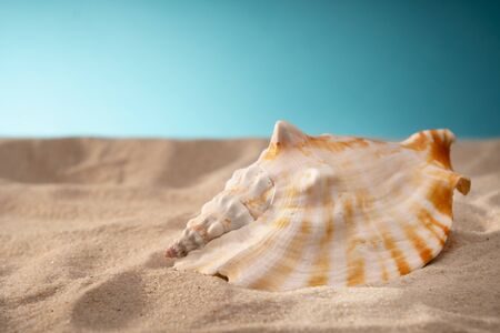 Seashell in the sand, a shelter for mollusks. Travel card, blue