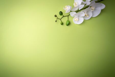 Orchid flower of a white twig, on a green