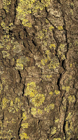 Texture of the bark of an old tree covered with green moss. good background.の写真素材