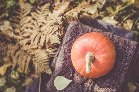 Pumpkin on folded wool jackets in a forest. Top viewの写真素材