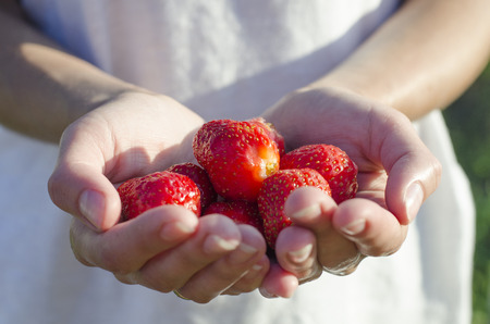 A handful of fresh strawberries in girl's handsの写真素材