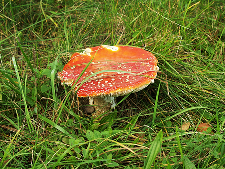 Beautiful, seductive, but dangerous and poisonous mushroom hiding in the grassの写真素材