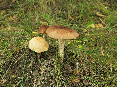 Mushrooms in the autumn forest and ask that they disruptの写真素材