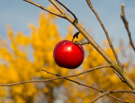 Last red apple on a tree in autumn garden on a bright sunny day