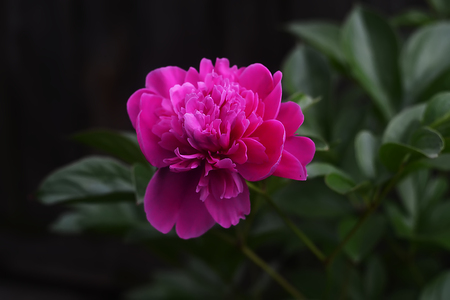 rose is a beautiful flower, which is an ornament to any garden or flower bedの写真素材