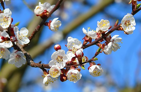 Blooming apple trees in the garden - a special time when the delicate pink and white flower petals pleasing to the eyeの写真素材