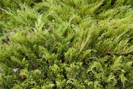Juniperus sabinaの写真素材