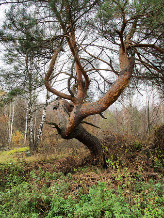 ugly pine treeの写真素材