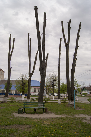 Terrible cropped trees in the center of the cityの写真素材