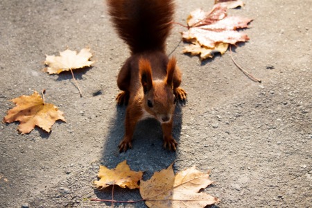 squirrelの写真素材