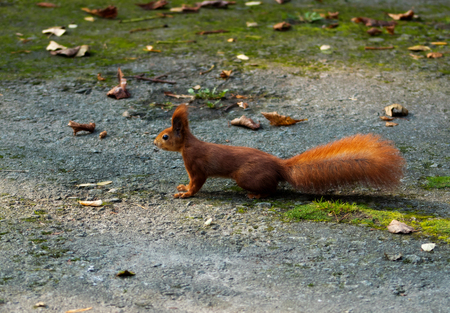 Squirrelの写真素材