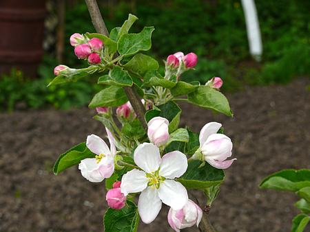 Blooming apple treeの写真素材