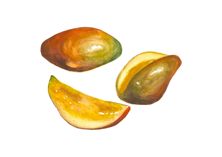 Watercolor mango fruits isolated on white backgroundの写真素材