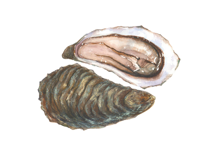 Watercolor oyster on white backgroundの写真素材