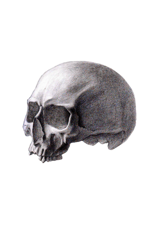 Human skull isolated on white backgroundの写真素材