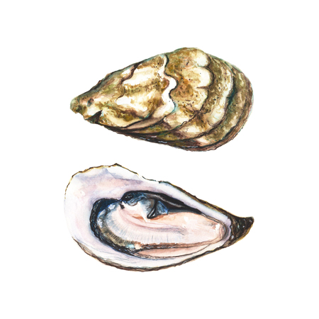 Watercolour hand drawn two halfs of oyster isolated on white background.の写真素材