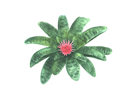 Aechmea fasciata flower. Tropical exotic plant isolated on white background. Watercolor hand drawn botanical illustration. Print for wrapping, wallpaper, cards, textile.の写真素材