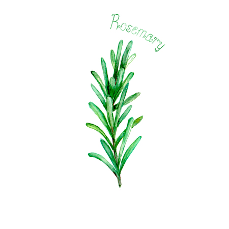 Rosemary herb spice isolated on white background. Watercolor hand drawn botanical illustration. Watercolour kitchen herbs collection.の写真素材