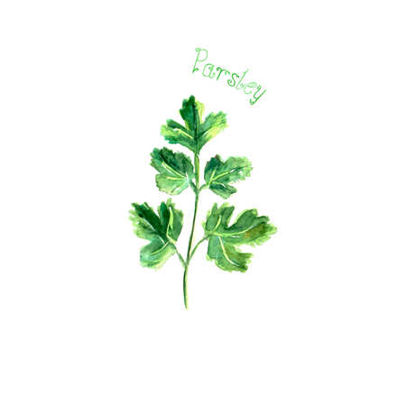 Parsley herb spice isolated on white background. Watercolor hand drawn botanical illustration. Watercolour kitchen herbs collection.の写真素材