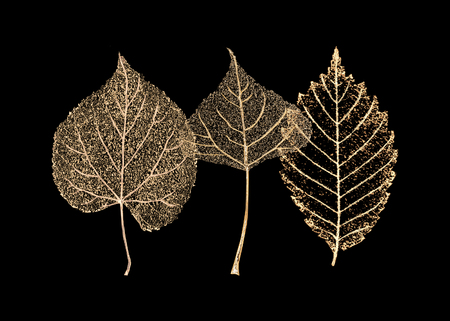 Set of three transparent gold colored skeleton leaves on black background. Golden leaf of birch, beech, linden. Luxury botanical illustration.の写真素材