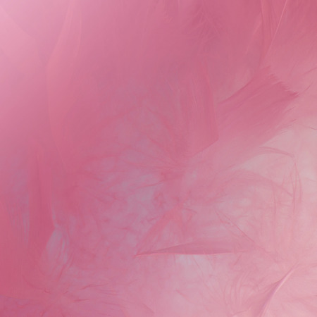 Abstract beautyful pink tone feathers square background. Fluffy feather fashion design vintage bohemian style pastel texture. Wedding, anniversary, valentine's day concept. Soft focuse.の写真素材