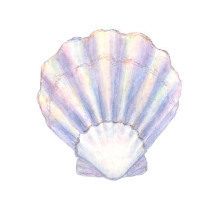 Seashell watercolor illustration. Watercolor hand drawn sea shell isolated on white background. Marine underwater element design. Print for greeting card, wallpaper, fabric, wrapping paper, banner.の写真素材