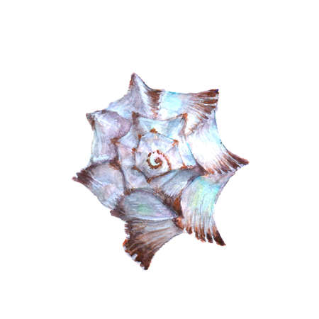 Seashell watercolor illustration. Watercolor hand drawn sea shell isolated on white background....