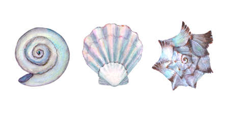 Seashell set watercolor illustration. Watercolor hand drawn sea shells isolated on white background....