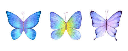 Watercolor botanical summer set of multicolor colorful butterflies. Watercolor hand drawn botany butterfly illustration .. Print for fabric, wallpaper, wrapping paper design.の写真素材