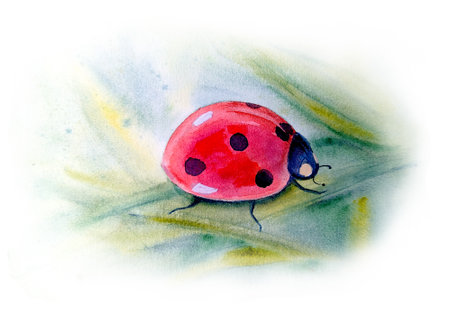 Watercolor botanical summer illustration with colorful ladybug, meadow herbs, grasses, greenery. Watercolor hand drawn botanical background.の写真素材