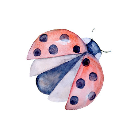 Watercolor botanical summer colorful flying ladybug isolated on white background. Watercolor hand drawn botanical illustration.の写真素材