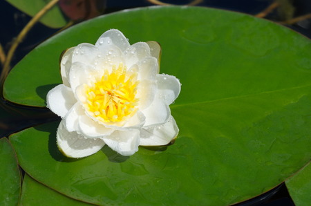 White Nymphaea, or water Lily lat. Nymphaea albaの写真素材