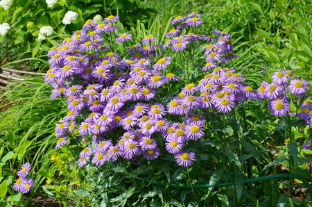 Plant Erigeron in the gardenの写真素材