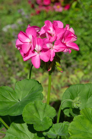Pelargonium lat. Pelargonium zonaleの写真素材