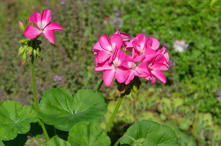 Pelargonium lat. Pelargonium zonaleの写真素材