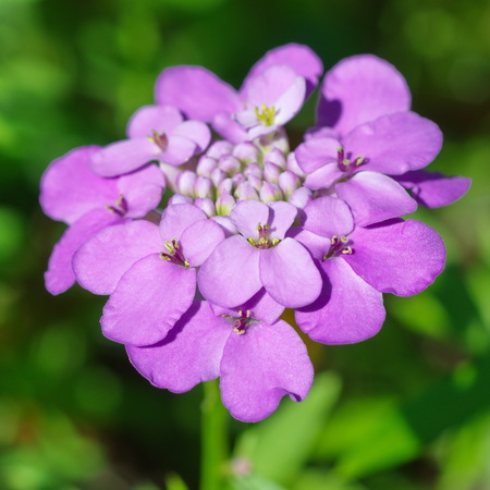 Flower Iberis umbellate lat. Iberis umbellataの写真素材