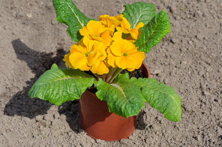 Primula vulgaris in pots outdoorsの写真素材