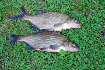 Two large bream lying on the grassの写真素材