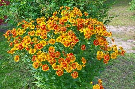 Blooms gelenium (lat. Helenium) in the gardenの写真素材