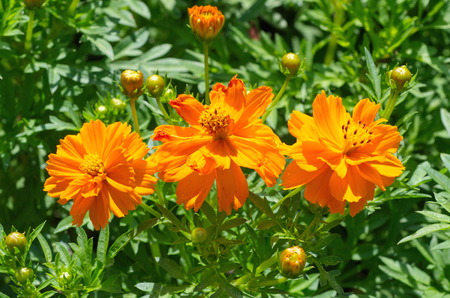 Orange Cosmos flowers in the gardenの写真素材