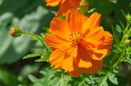 Orange flower Cosmos closeupの写真素材